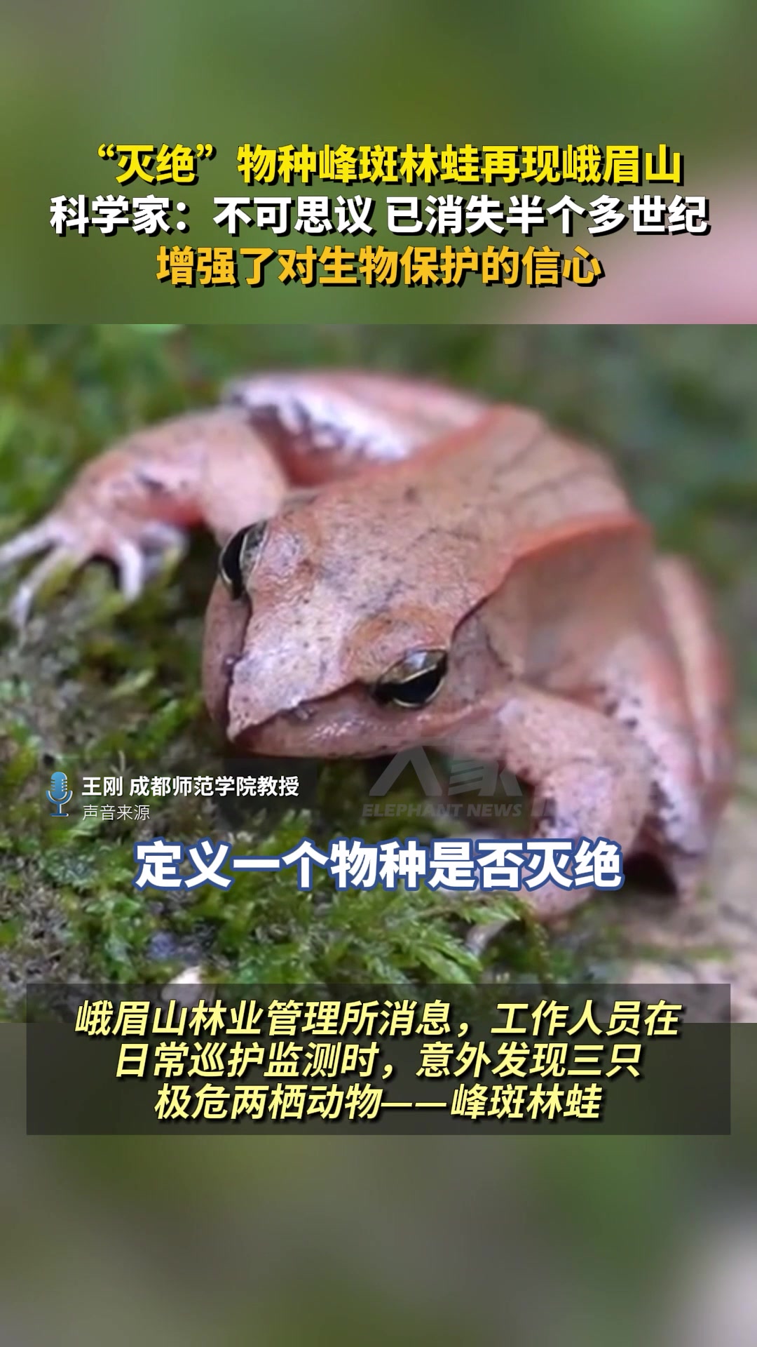 灭绝物种峰斑林蛙再现峨眉山，科学家：不可思议，消失半个多世纪