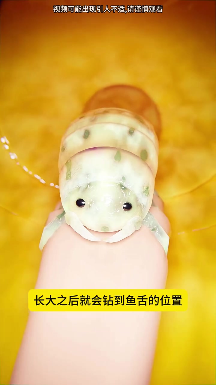 最贱最无耻的寄生虫，你吃鱼的时候见过它吗