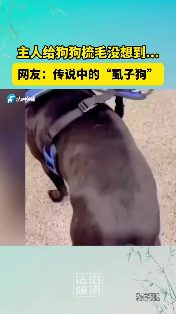 主人给狗狗梳毛，没想到后面....看着头皮发麻