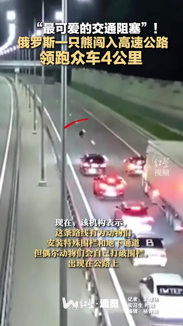 俄罗斯一只熊闯入高速公路，领跑众车4公里！