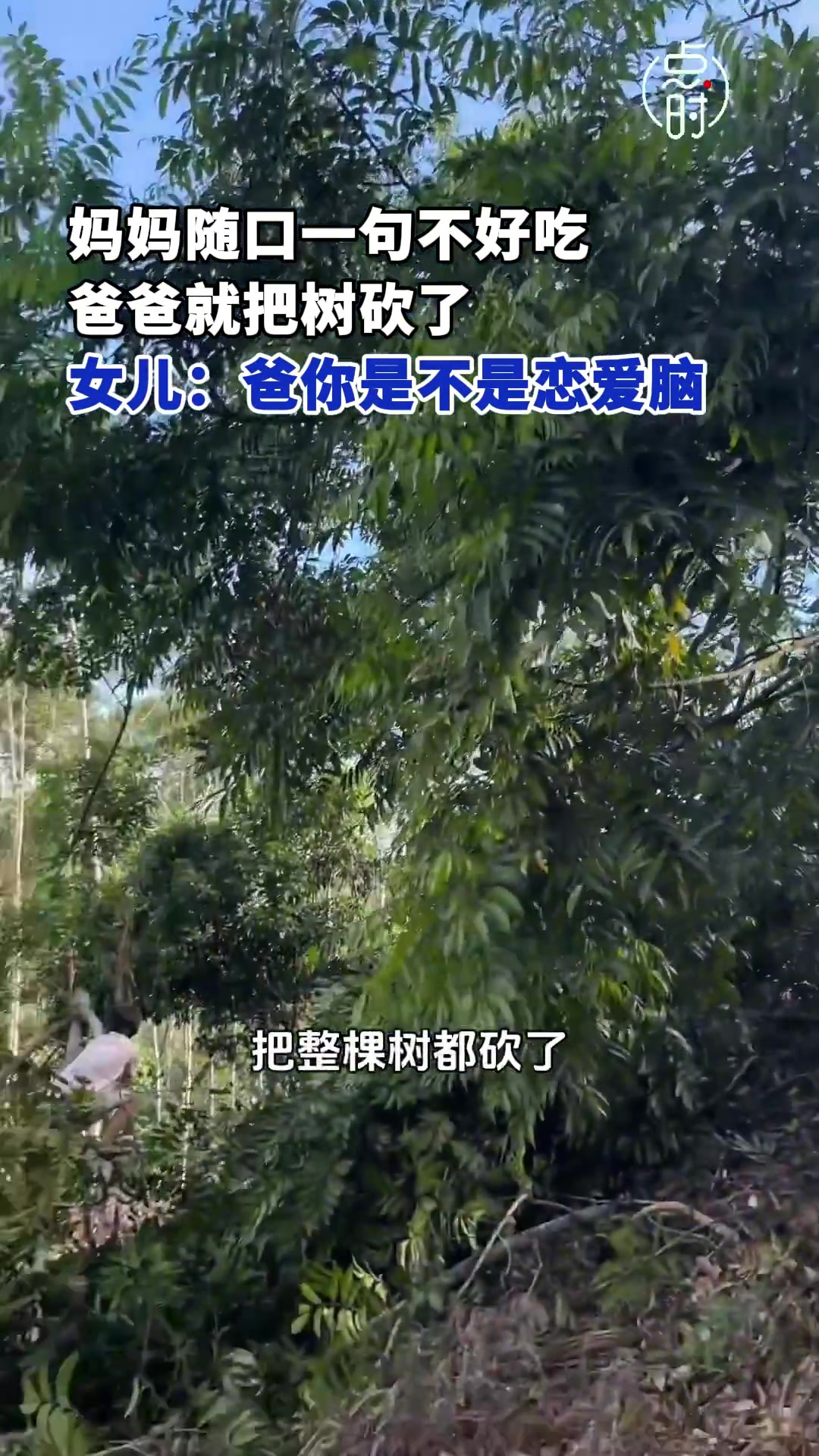真爱无疑！妈妈一句不好吃爸爸把橄榄树砍了