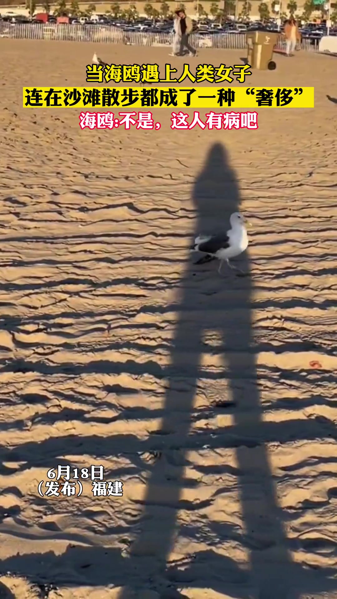 当海鸥遇上人类女子连在沙滩散步都成了一种“奢侈”