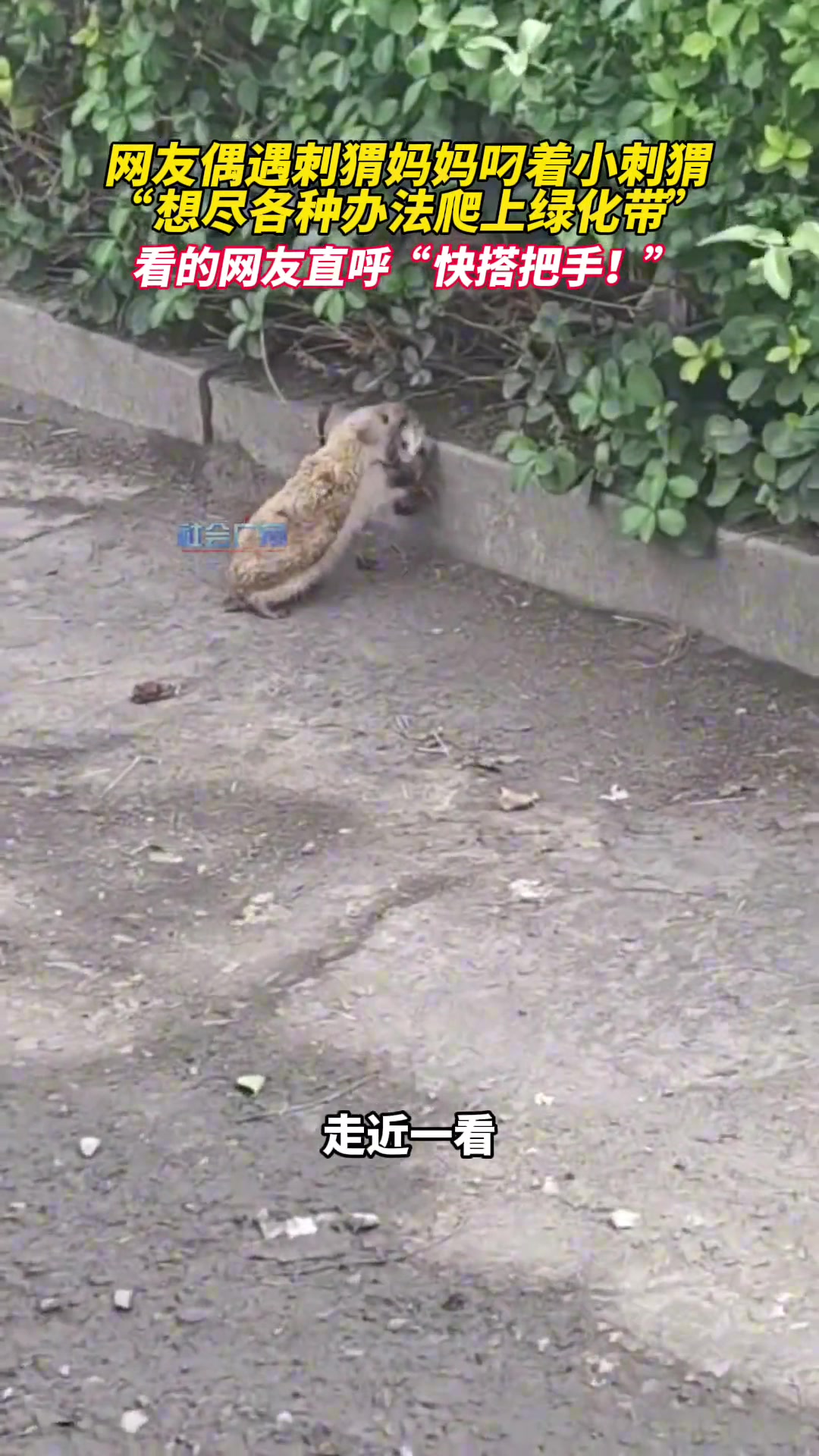 网友偶遇刺猬妈妈带刺猬进绿化带