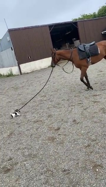 这狗子才一匹马力啊