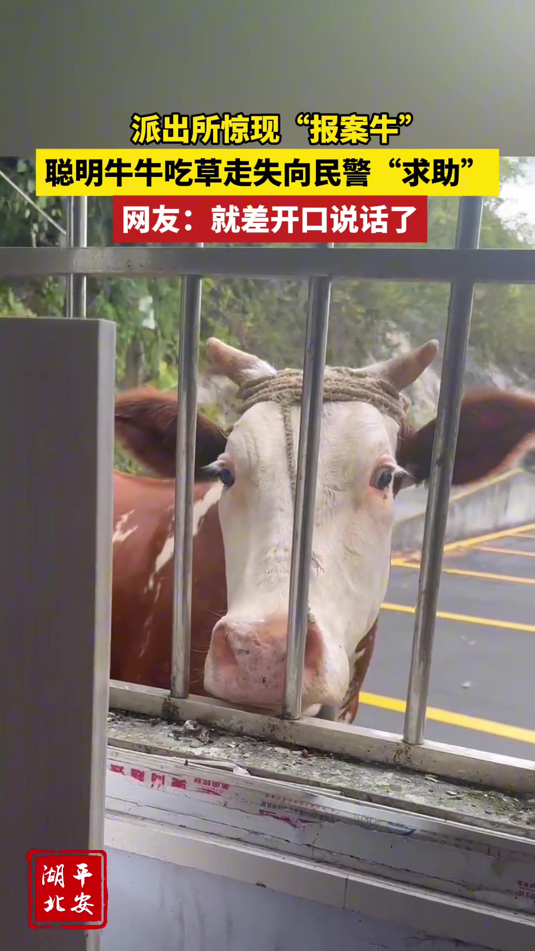 就差开口说话了！惊现“报案牛”找到派出所向民警“求助”...