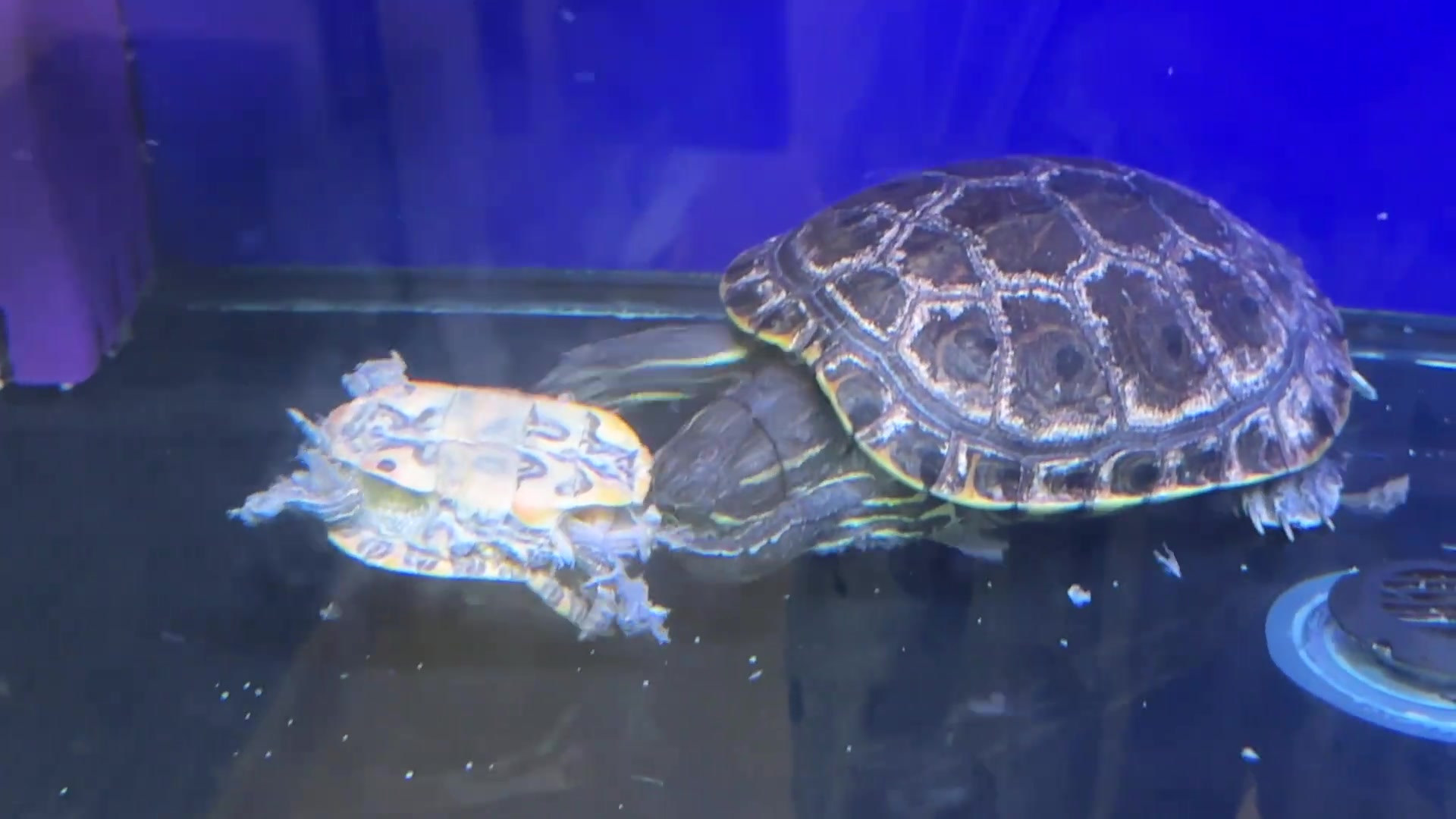 第一次见到乌龟吃乌龟的！