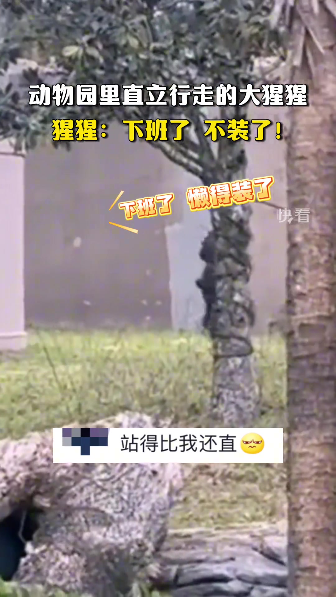 一只直立行走的大猩猩，猩猩：下班了不装了！