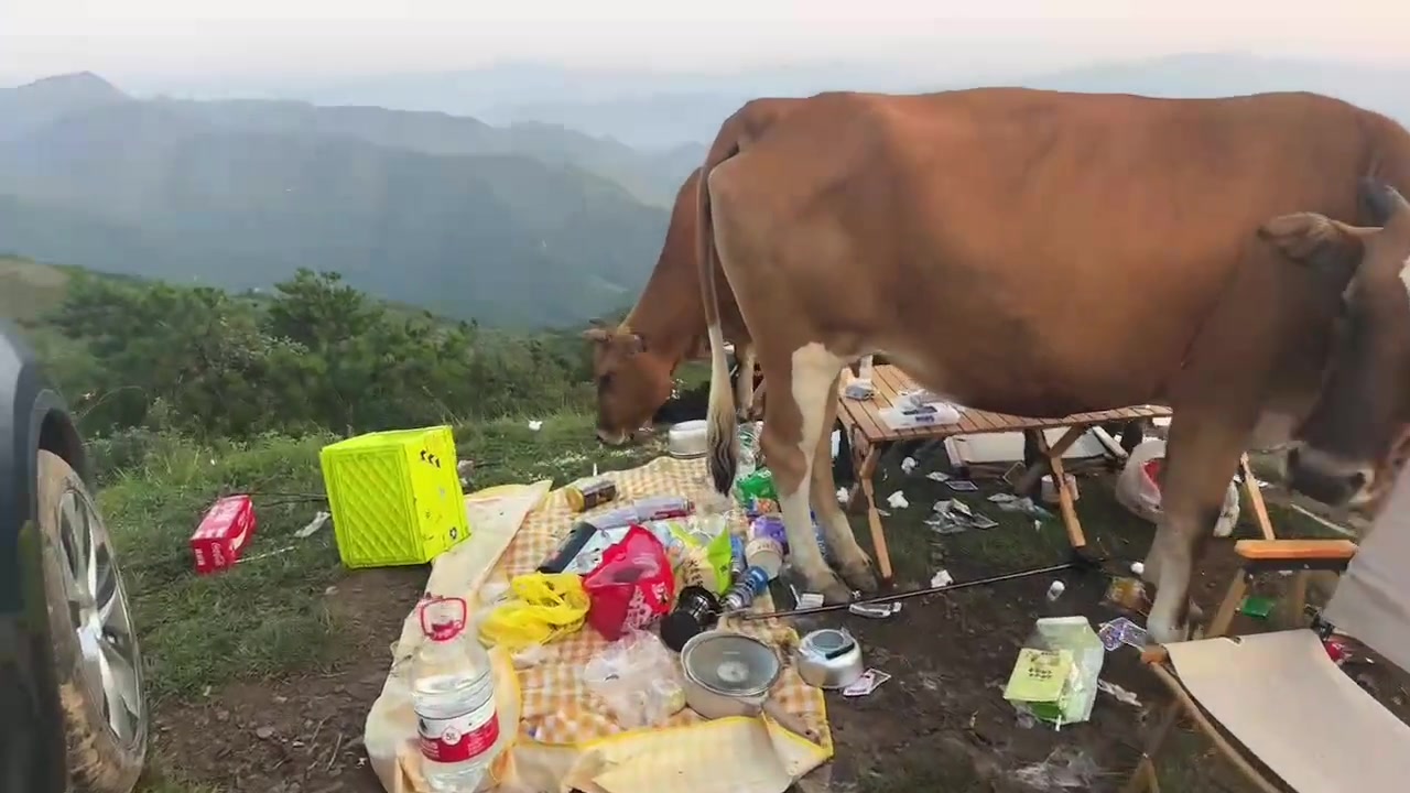 第一次看到牛出去露营的，有趣！