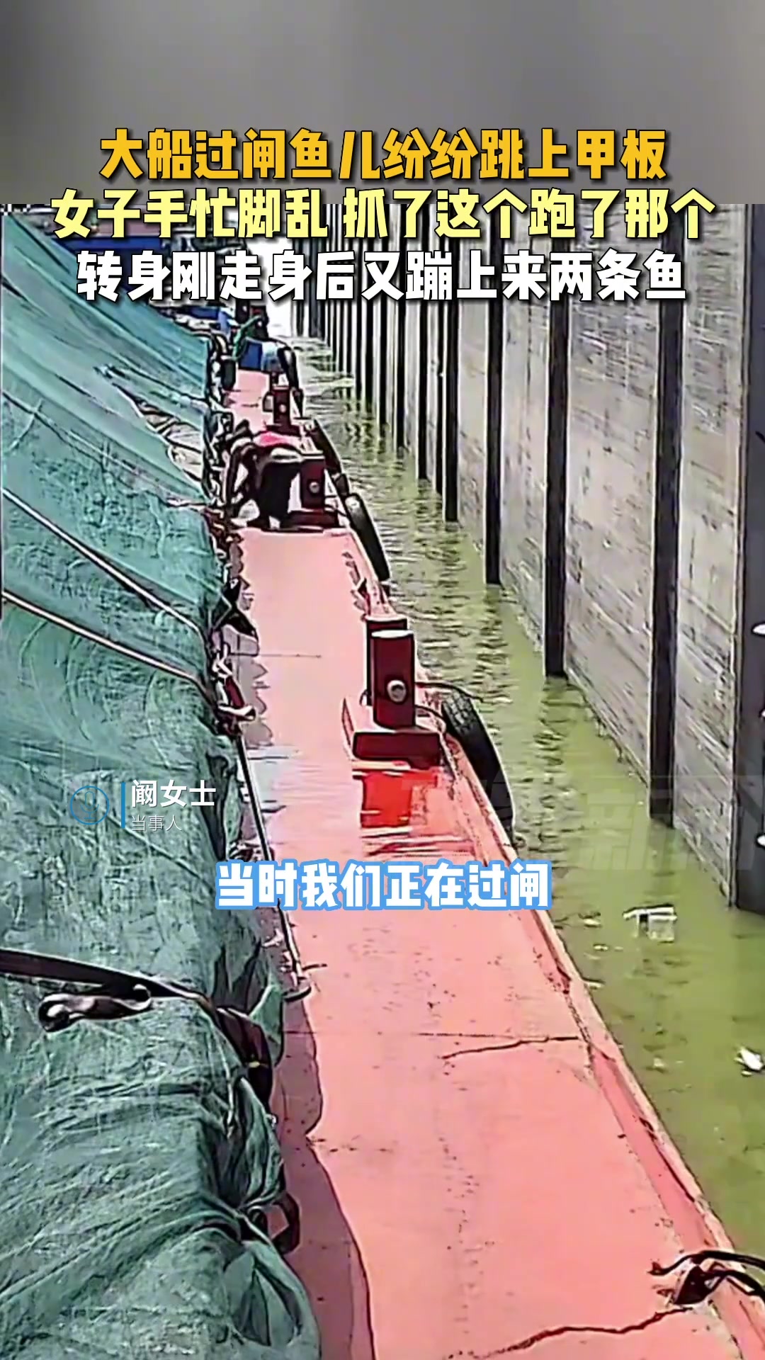 船过闸鱼儿纷纷跳上甲板，女子手忙脚乱！