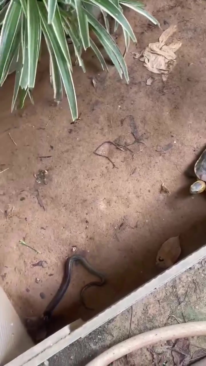 乌龟能追着蛇跑吗！