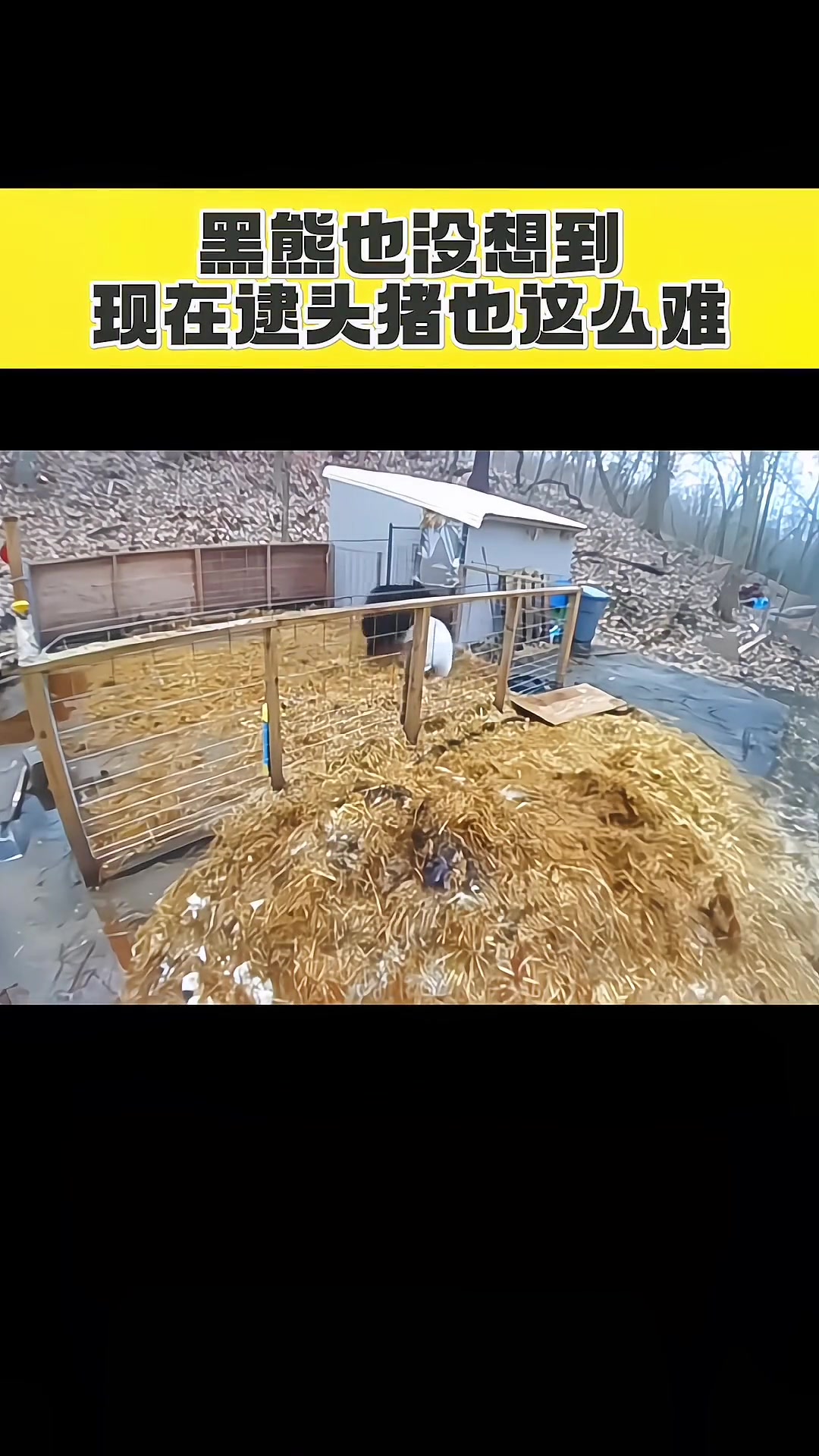 黑熊也没想到，现在逮头猪也这么难！