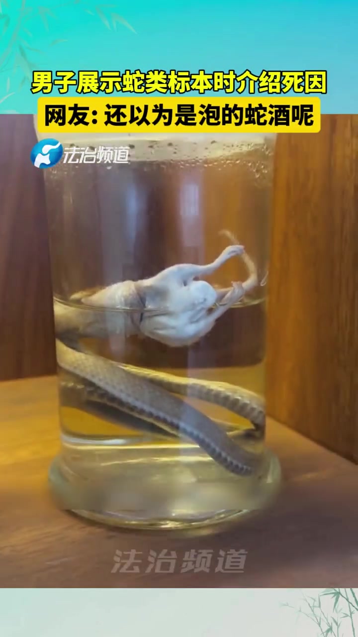 男子展示蛇类标本时介绍死因！网友：还以为是泡的蛇酒呢！