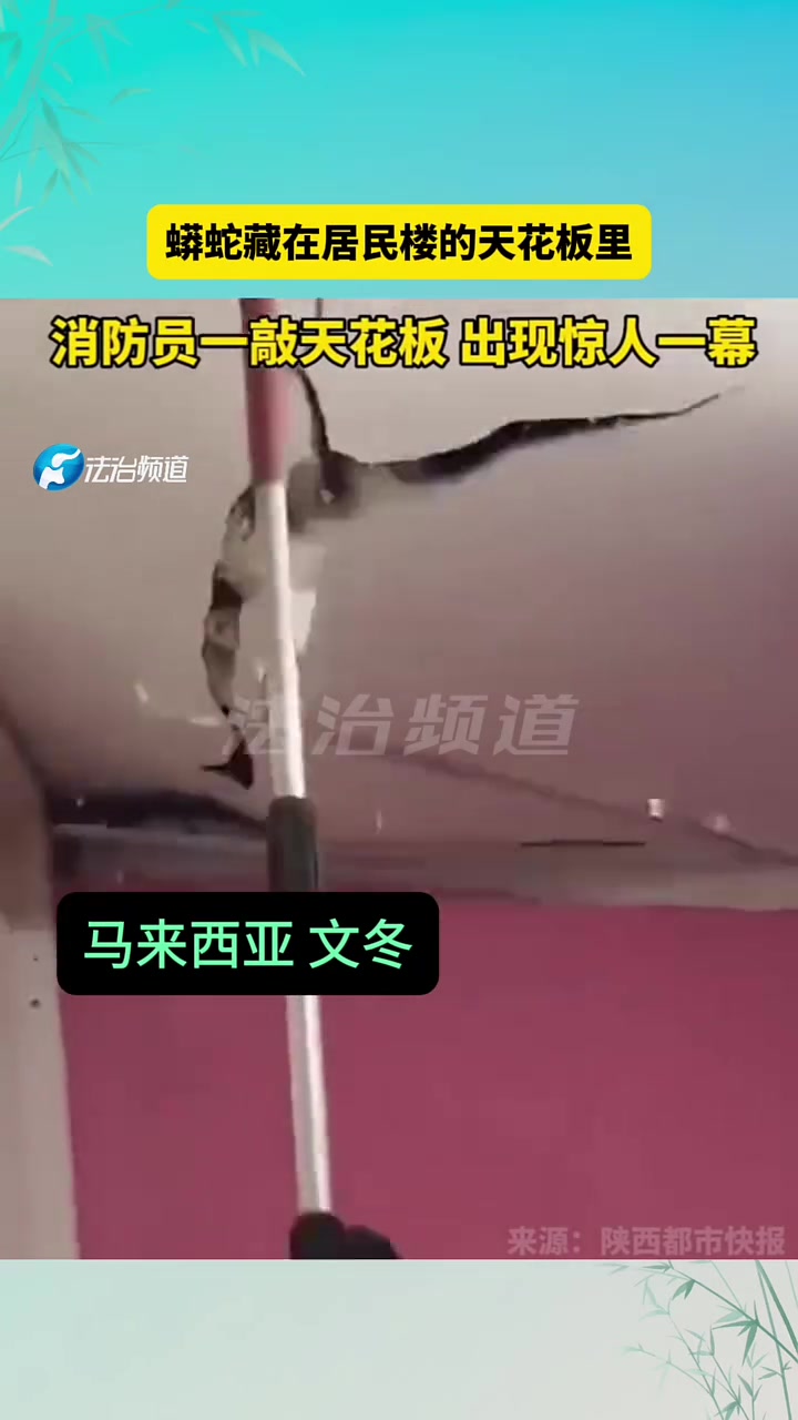 蟒蛇藏在居民楼的天花板里！一敲天花板出现惊人一幕！