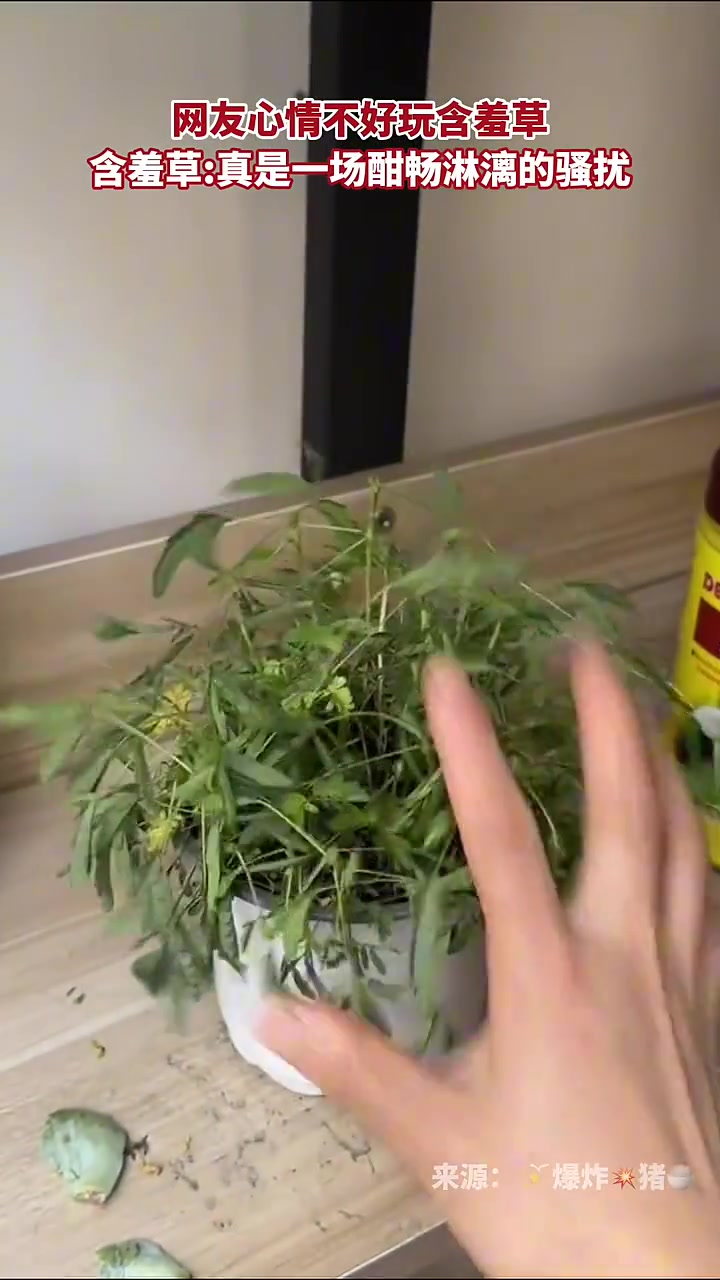 听说含羞草会让人掉发