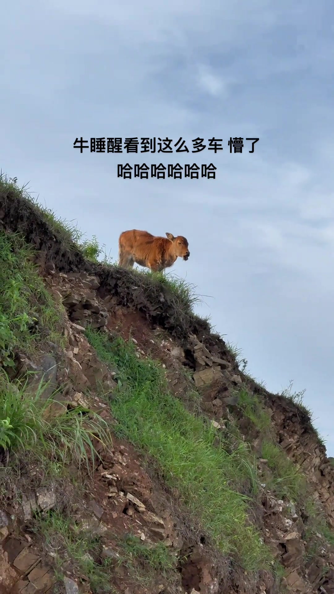 牛：追我的车从这边排到了法国