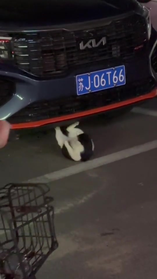 这是一只有理想的小猫，涨眼界了！