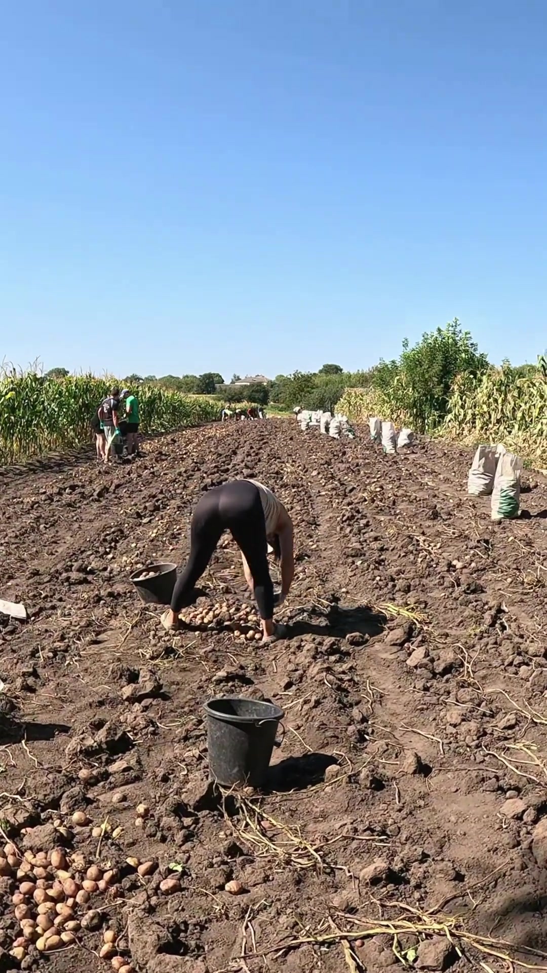 有吧友知道这是收的什么植物吗