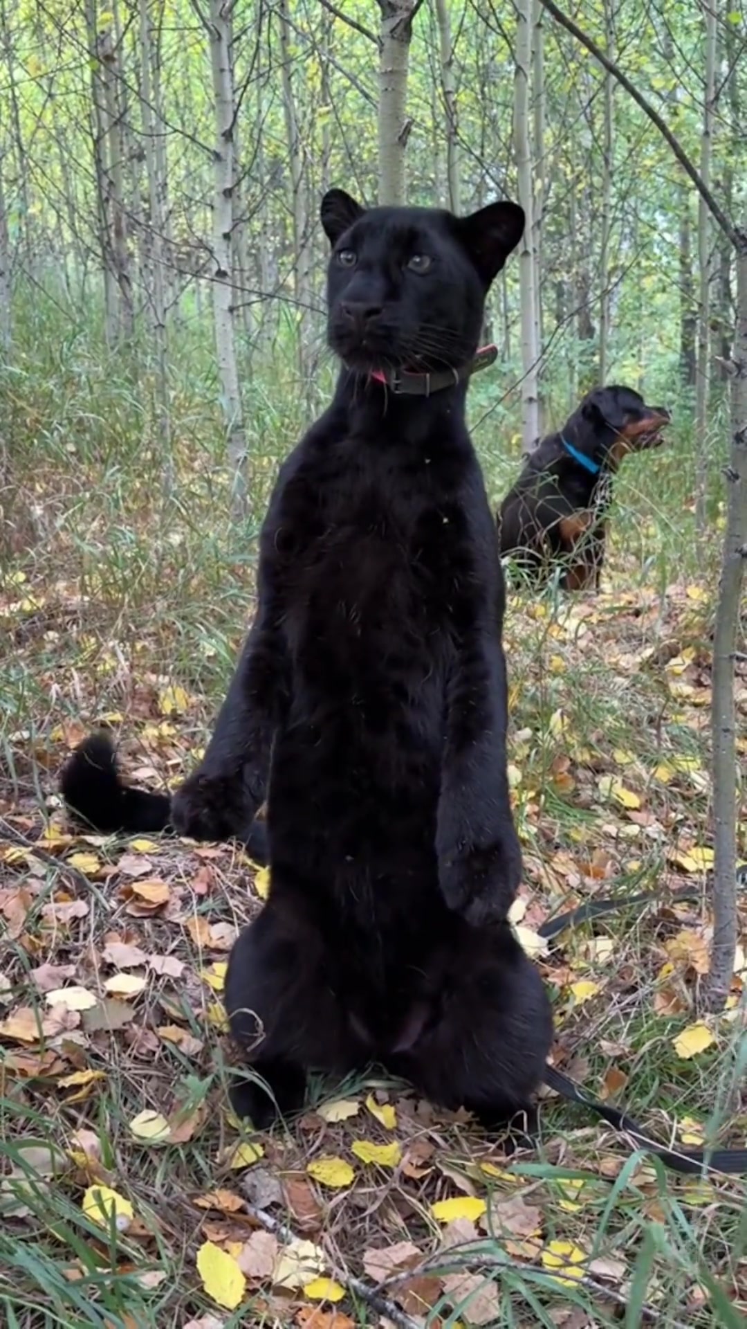 这是啥品种的猫，看着是真霸气