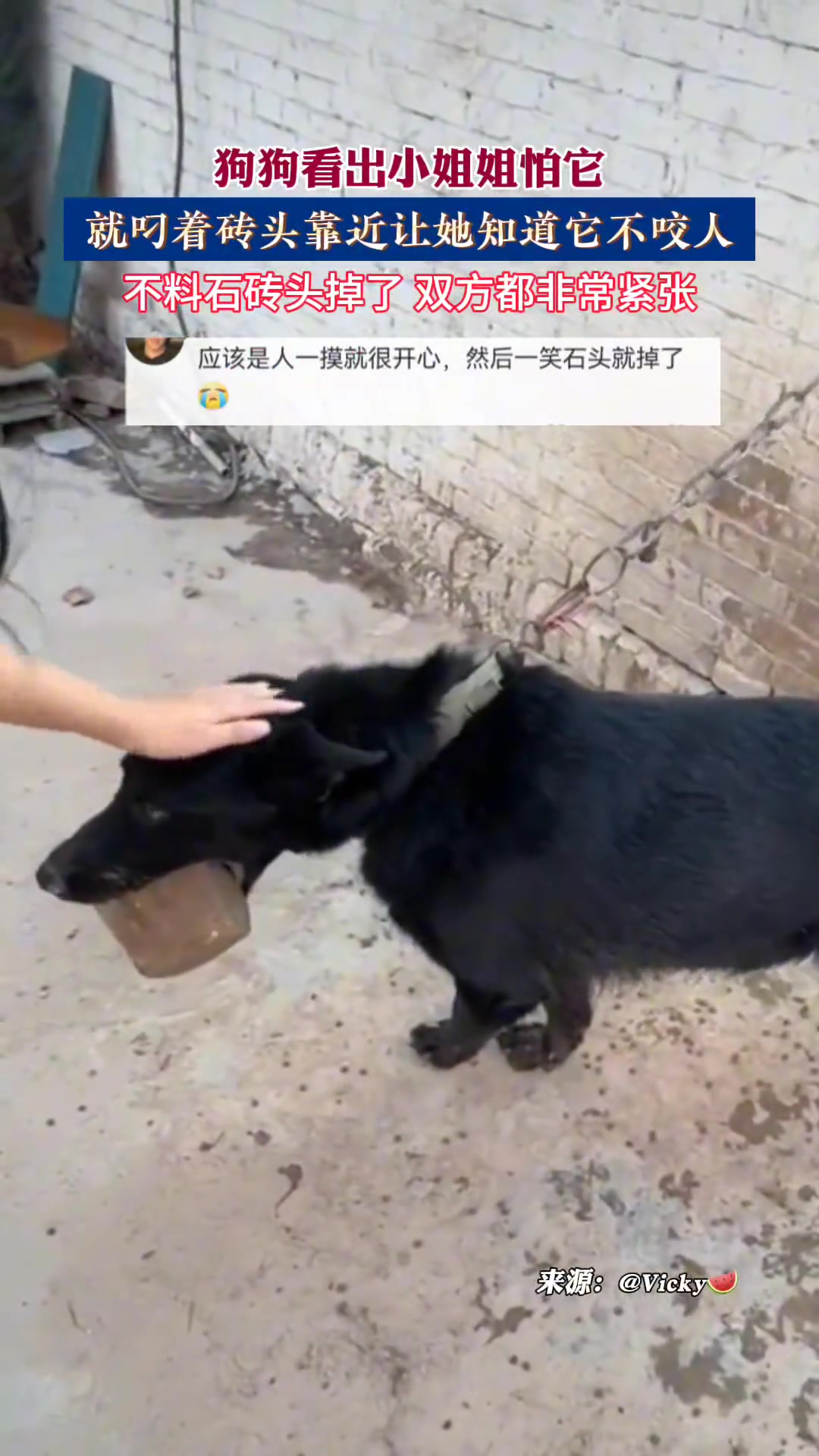 狗狗看出小姐姐怕它，就叼着砖头靠近，不料砖头掉了