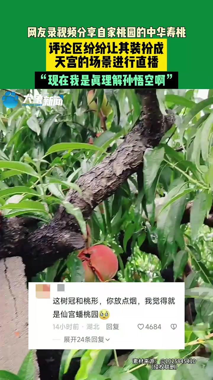 网友分享自家桃园里，评论区纷纷献计让其装扮成天宫场景进行直播