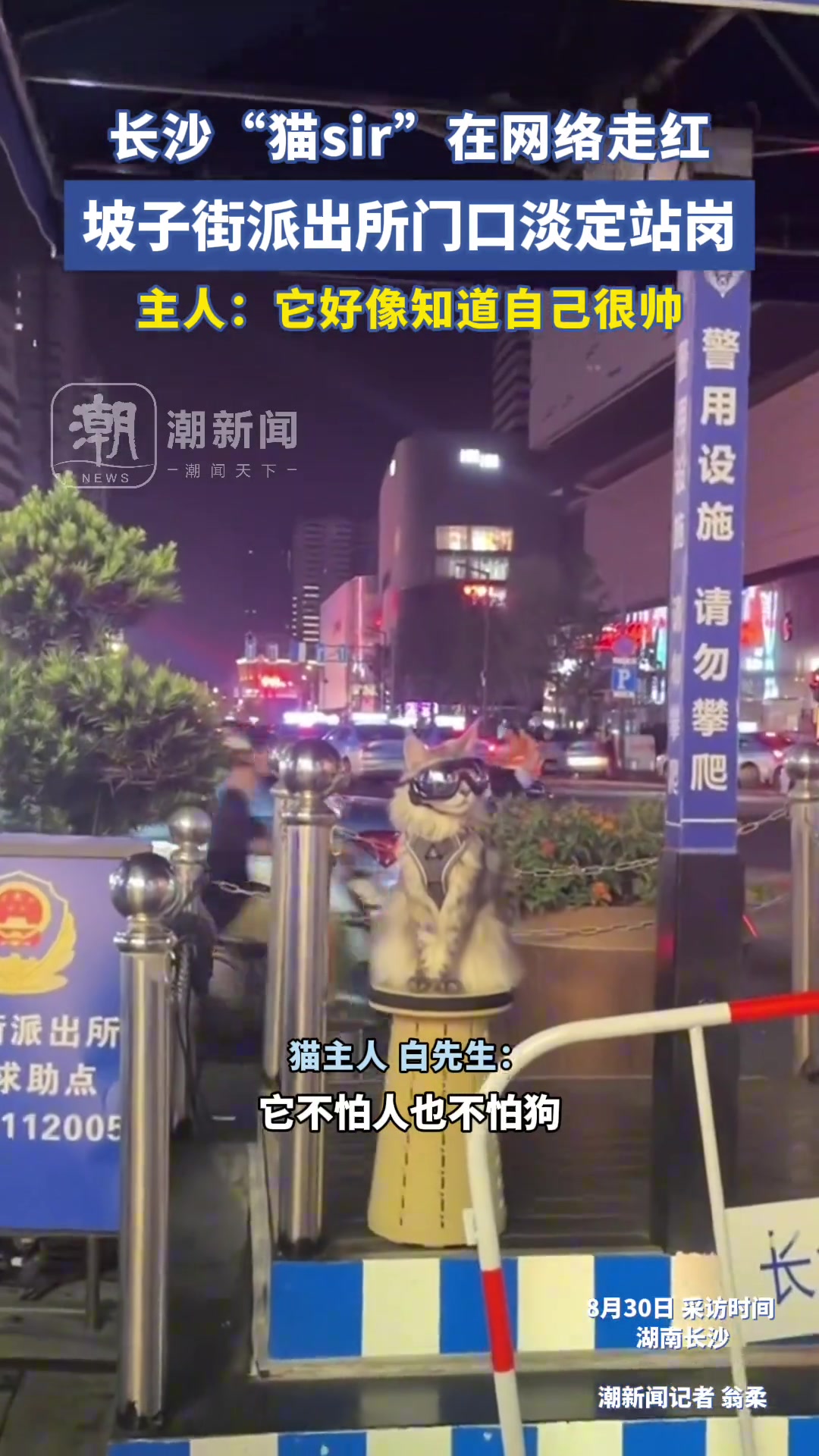 长沙“猫sir”在网络走红，坡子街派出所门口淡定站岗
