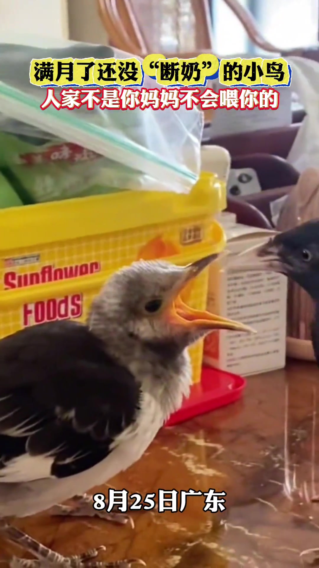可爱！满月了还没“断奶”的小鸟，长开嘴巴等着投喂！