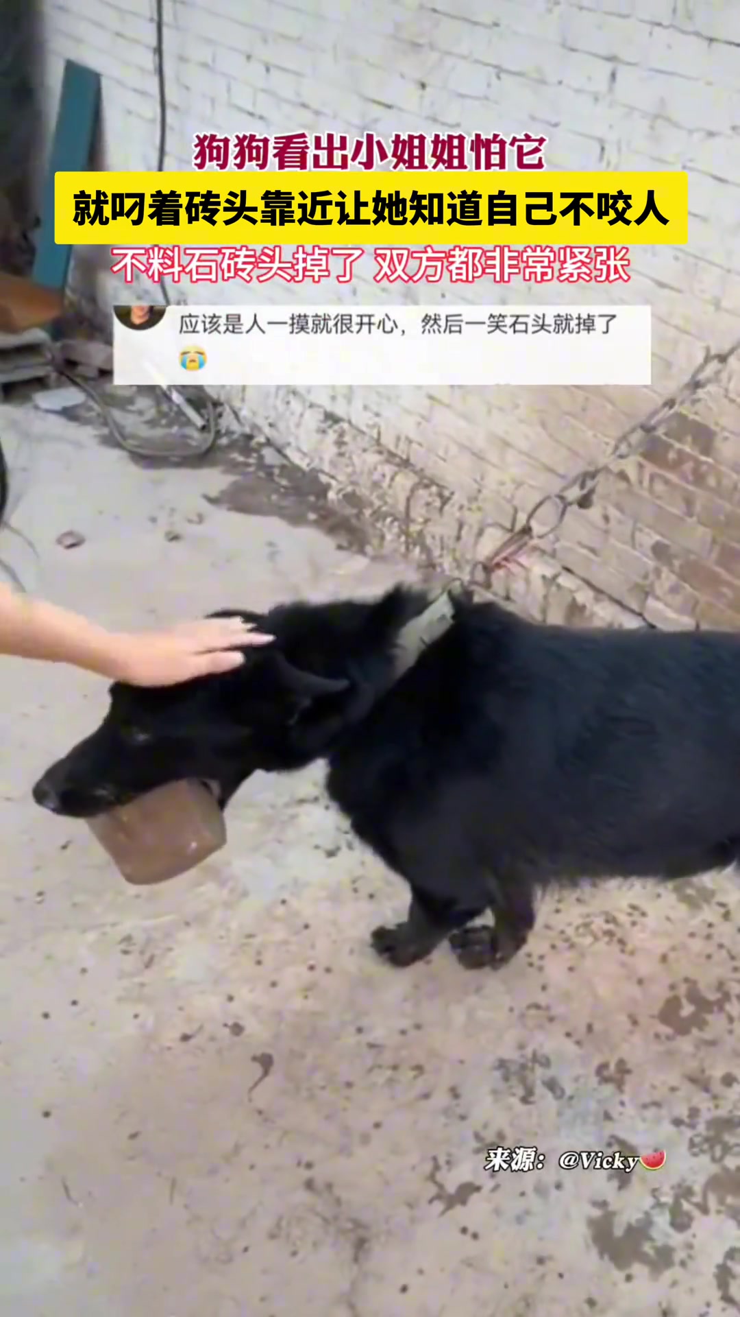 狗子性格和长相极限反差！为了让小姐姐不怕它竟这样做