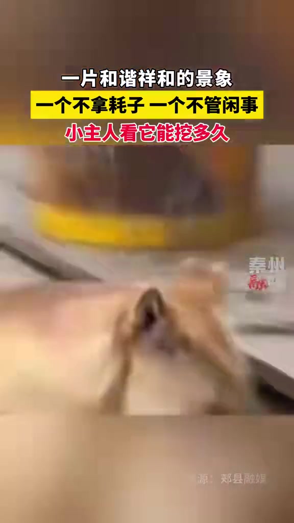 狗拿耗子，猫：多管闲事