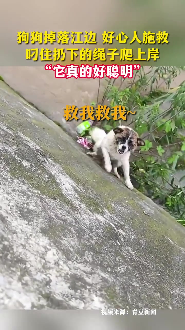 狗：上次我有个朋友被套脖子拉去了狗肉馆