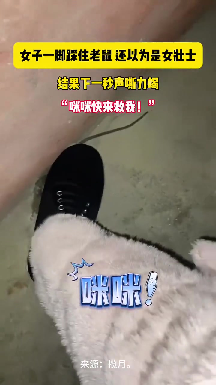 猫：你倒是走啊，它又跑不了