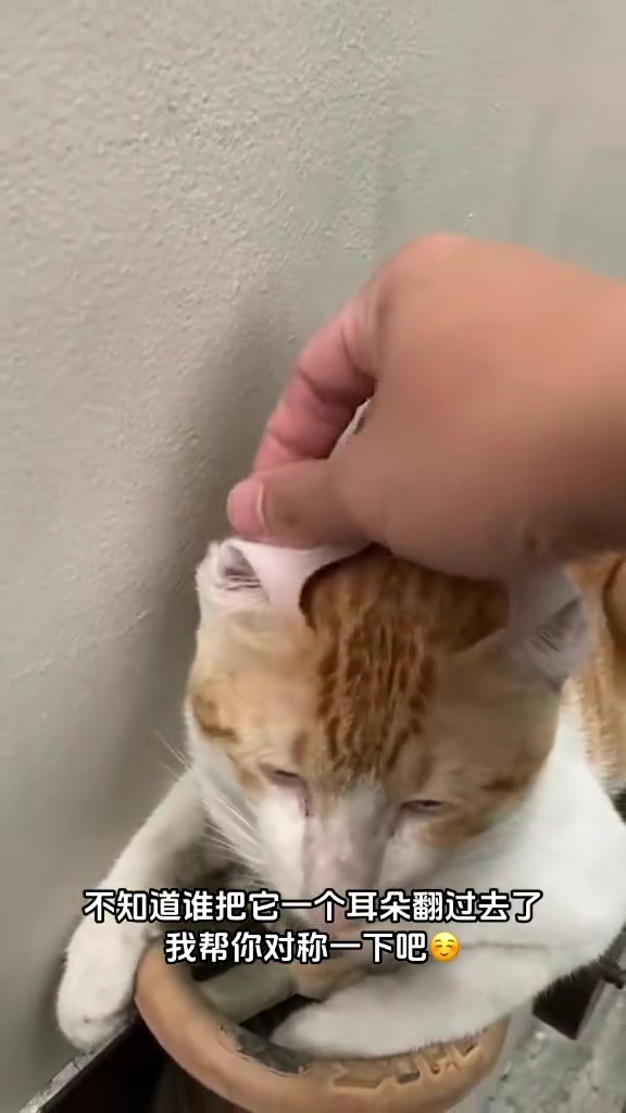 猫：别动我音量！