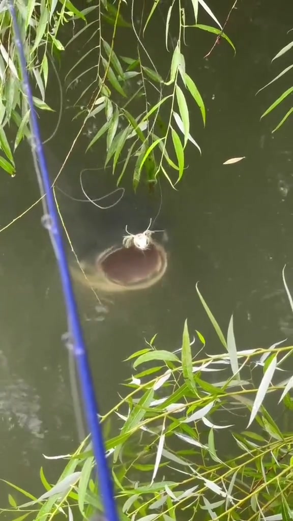 哥们它在挑衅你呀