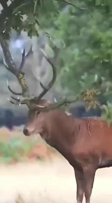 一听就是缺黄油了