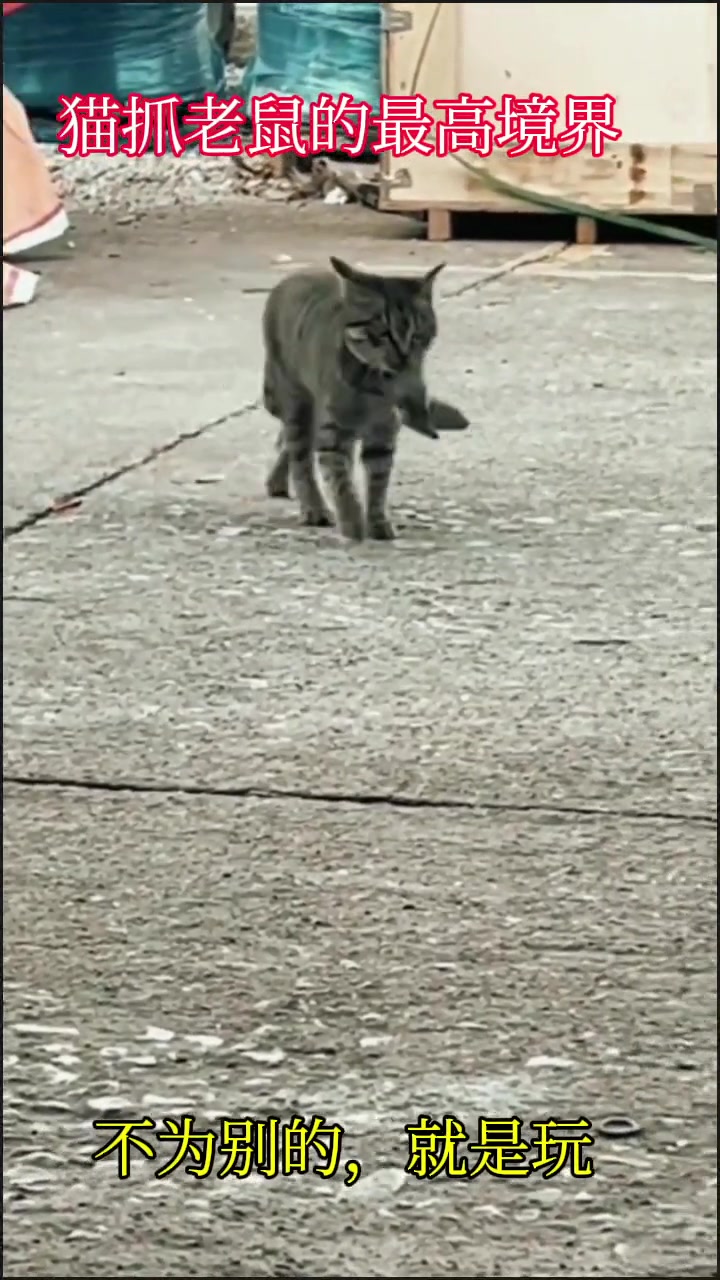 被猫这样玩一次估计都有心理阴影了