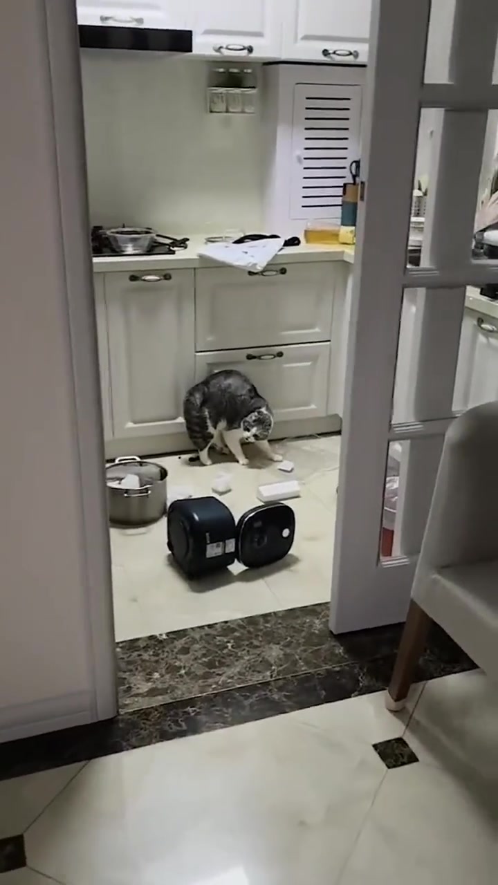 这是咋回事猫怎么能应激成这个样子