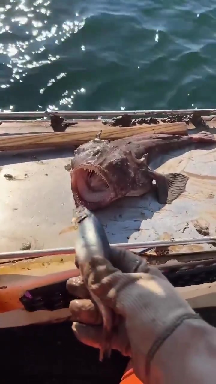 不要喂鮟鱇鱼，因为后果很严重！