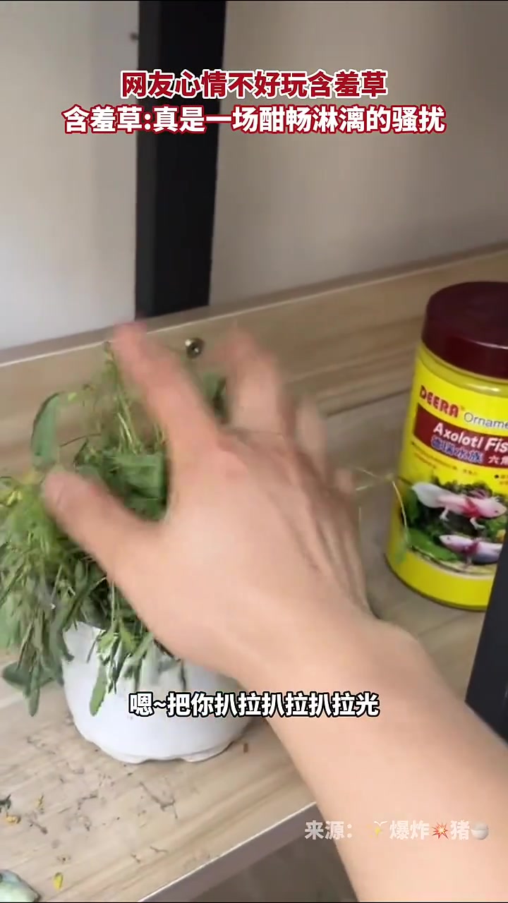 真是一场酣畅淋漓的骚扰！心情不好就玩含羞草