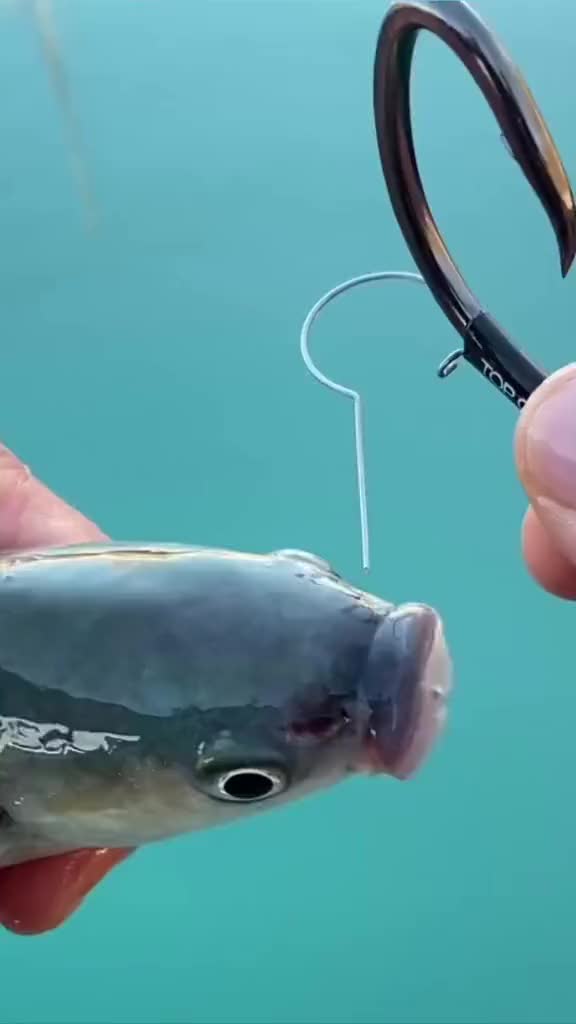 做了一辈子鱼，第一次被人当牛使