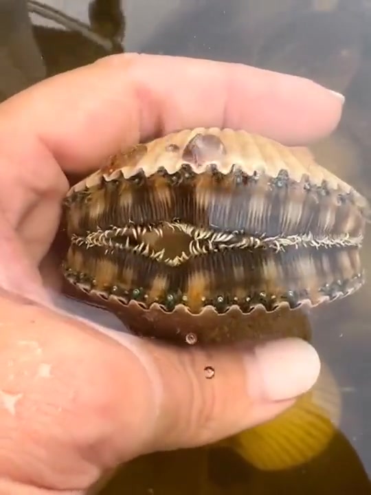 第一次见扇贝的“围裙”！这是啥