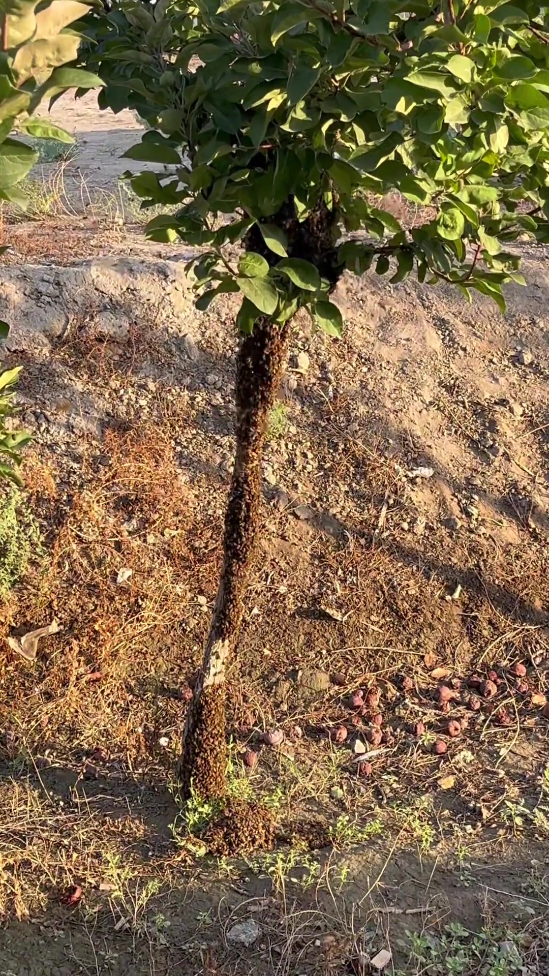 密恐误入！不过这棵苹果树肯定是非常甜了