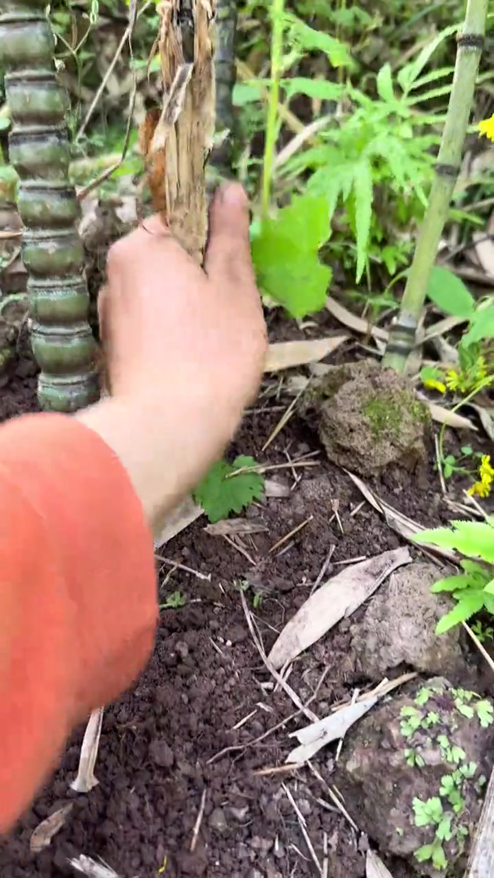 这个我知道，顺溜的消音器