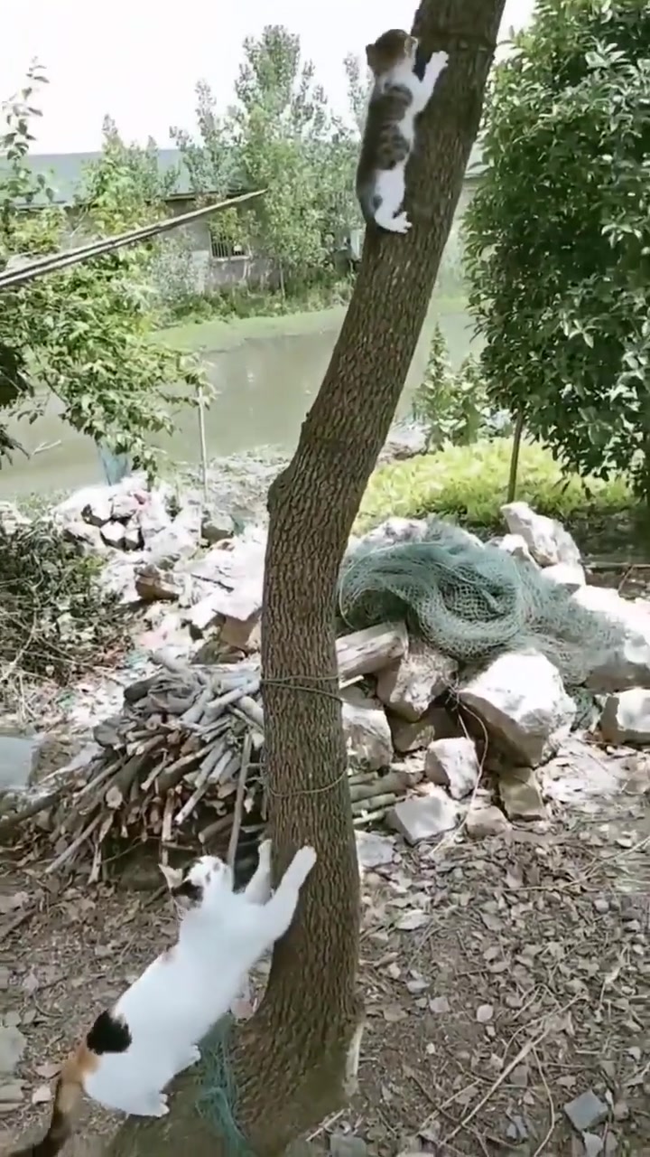 猫妈：三天不打你就上房揭瓦