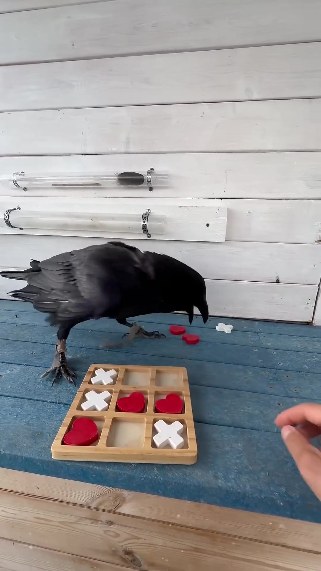 什么档次的鸟还能和我下一盘棋