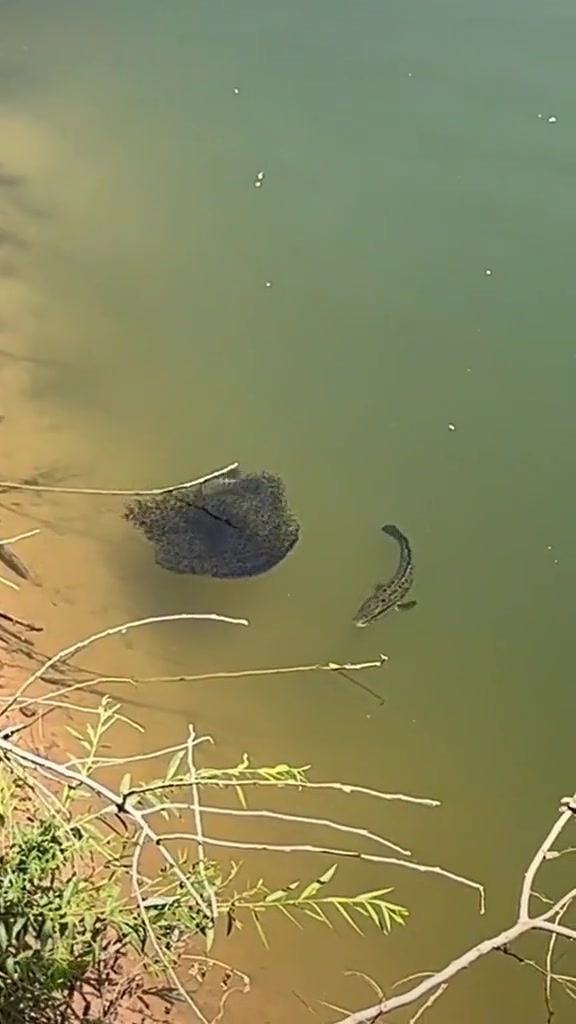 有够奇怪的！这是青蛙卵吗