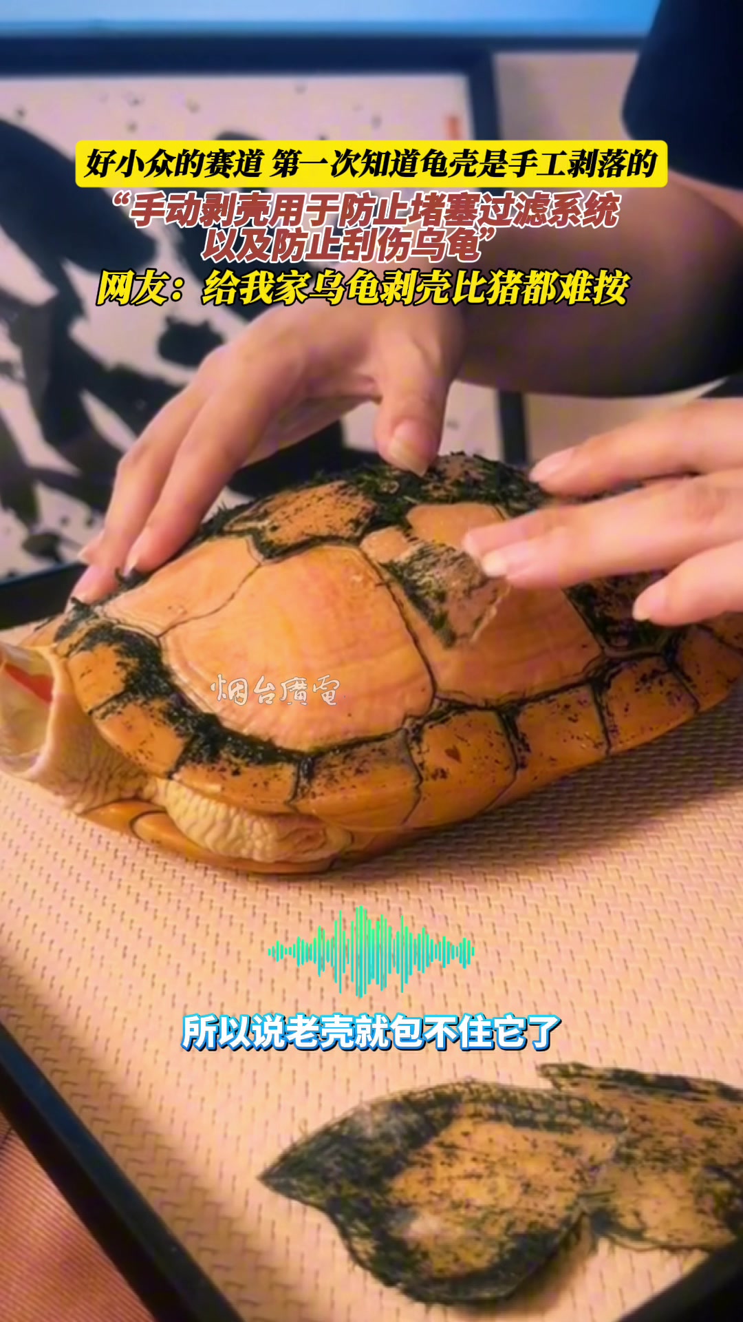 第一次知道龟壳是手工剥落的！