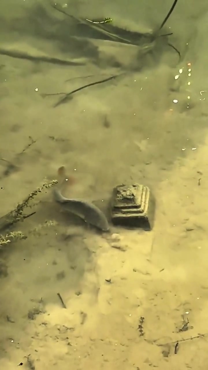 这鱼怎么长歪了物理