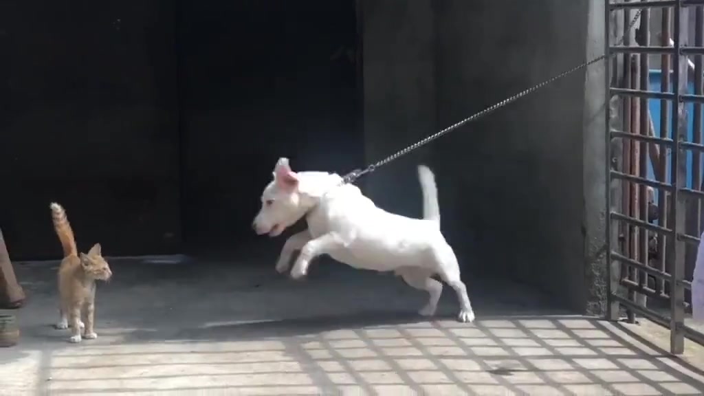 猫咪：我救不了你，自求多福吧！