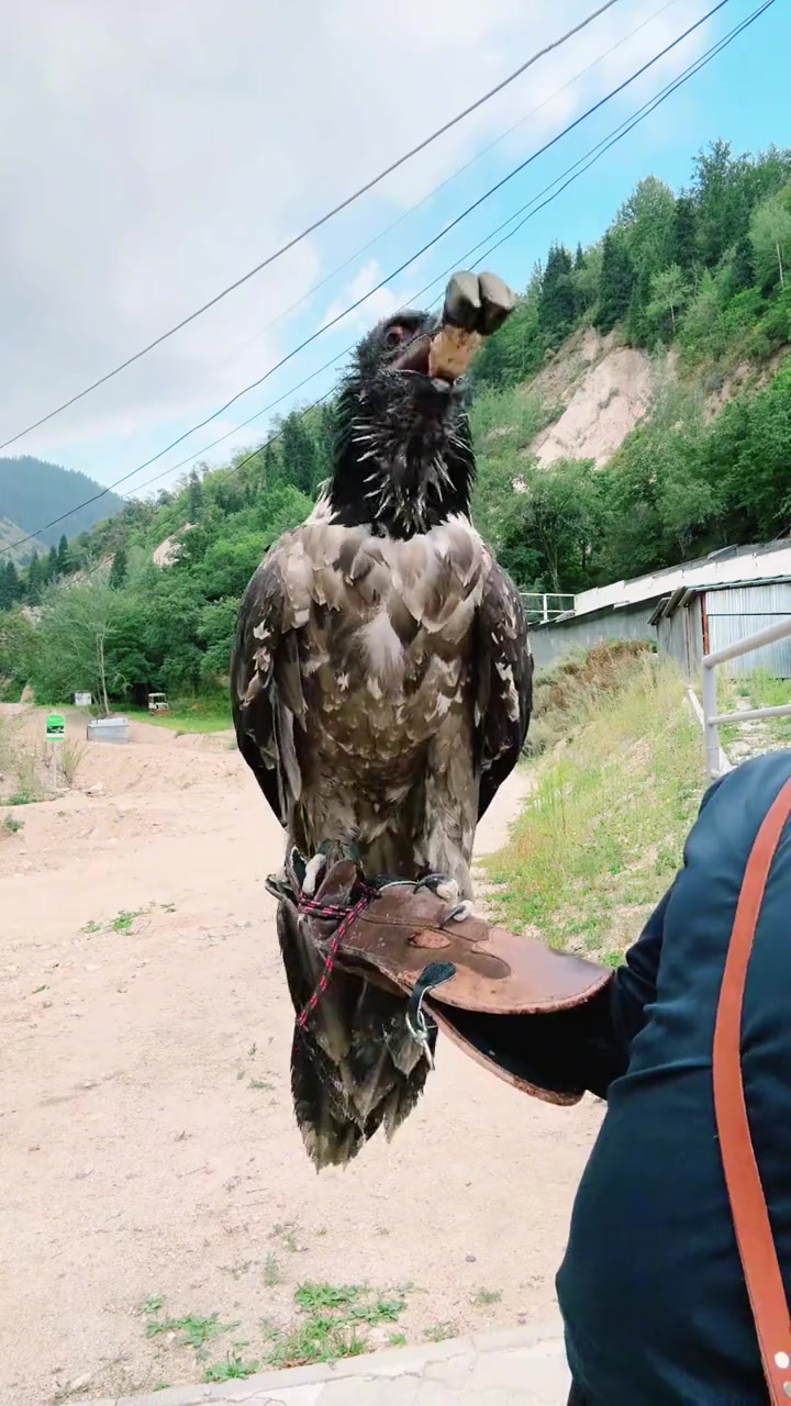 生吞和自己一样高的牛蹄骨这什么消化系统