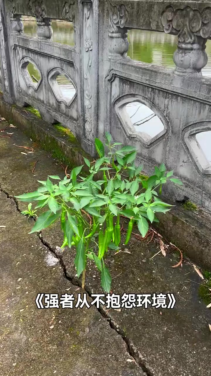 强者从不抱怨环境！