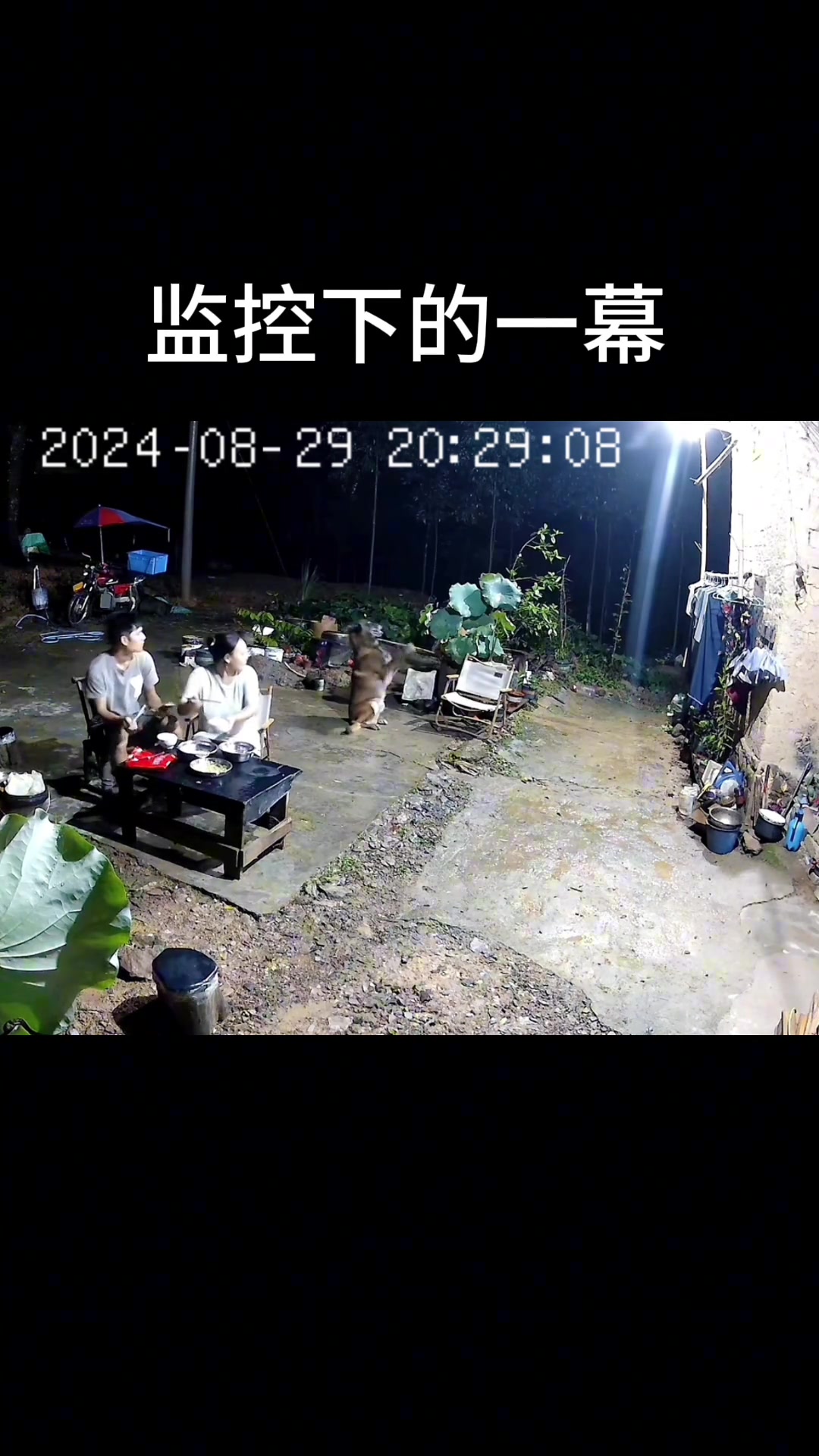 你知道狗拜月意味着什么吗